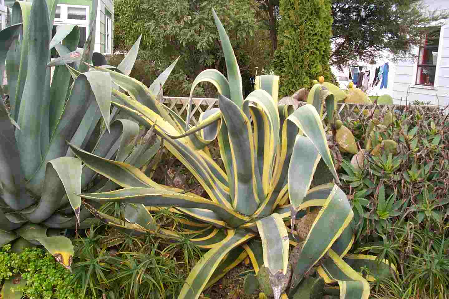 Century Plant