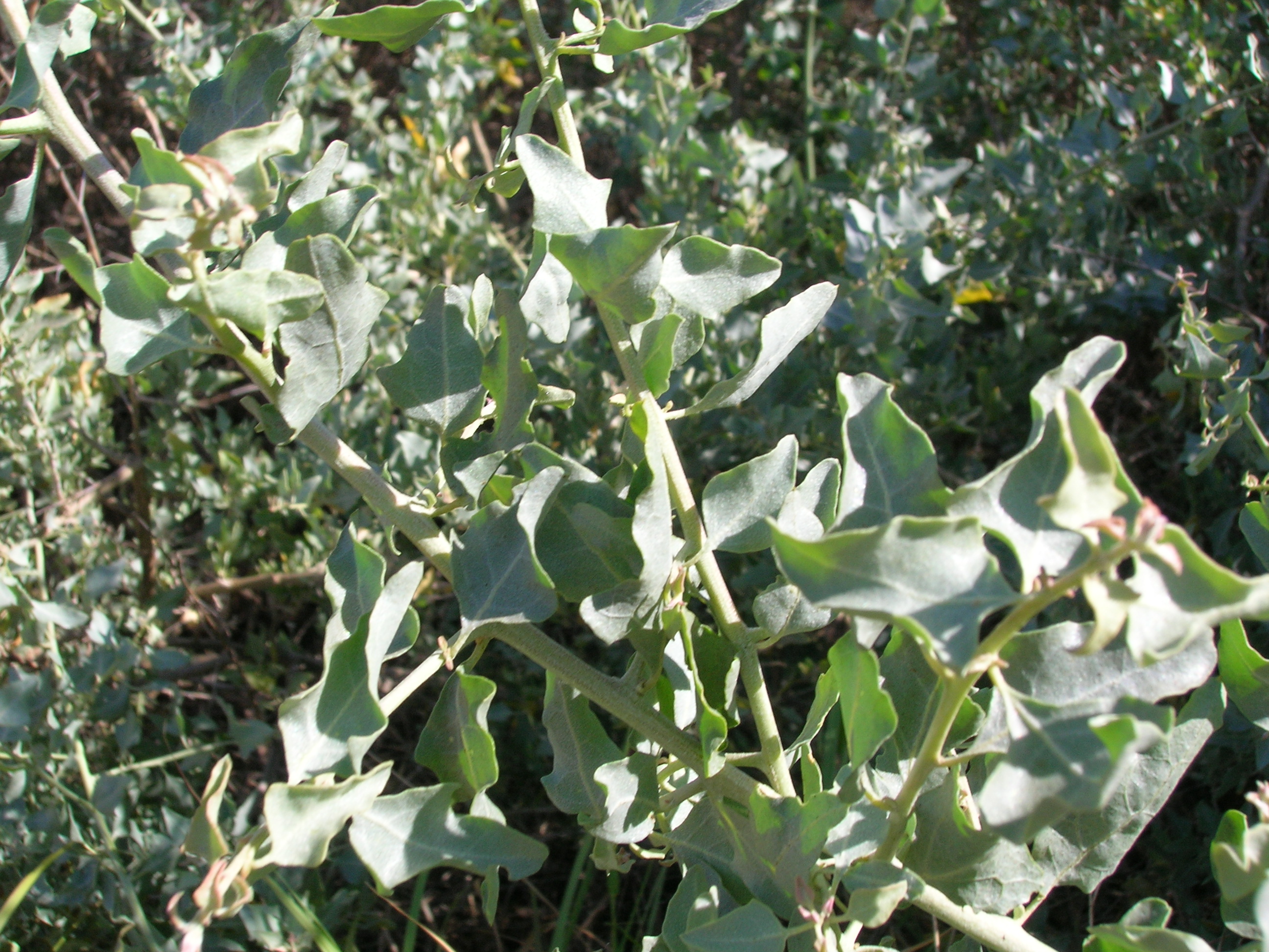 Big Saltbush
