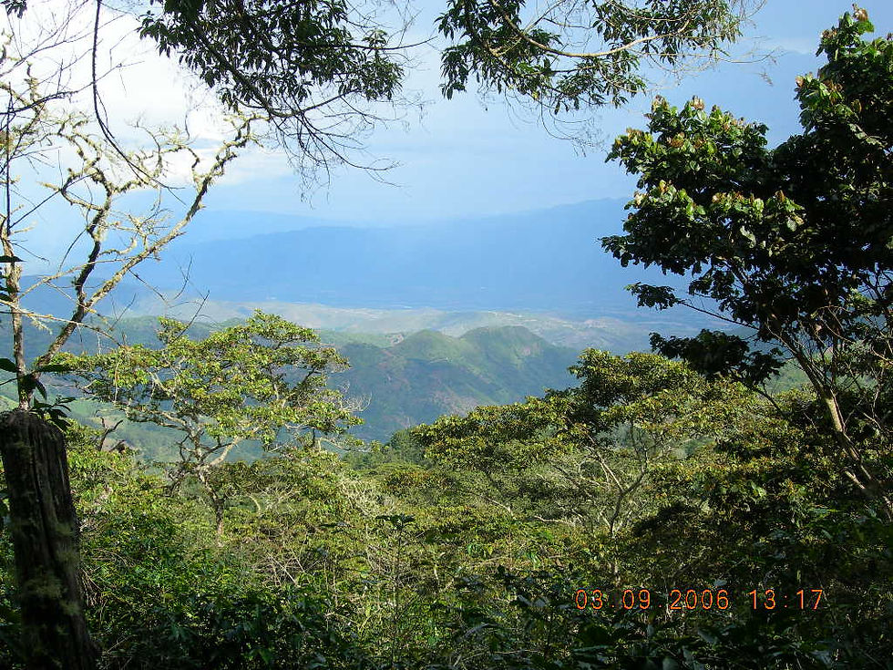 Conservación_de_bosques