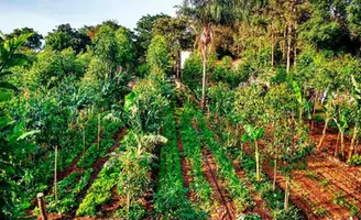 Agroflorestas: Um Futuro Sustentável para a Agricultura