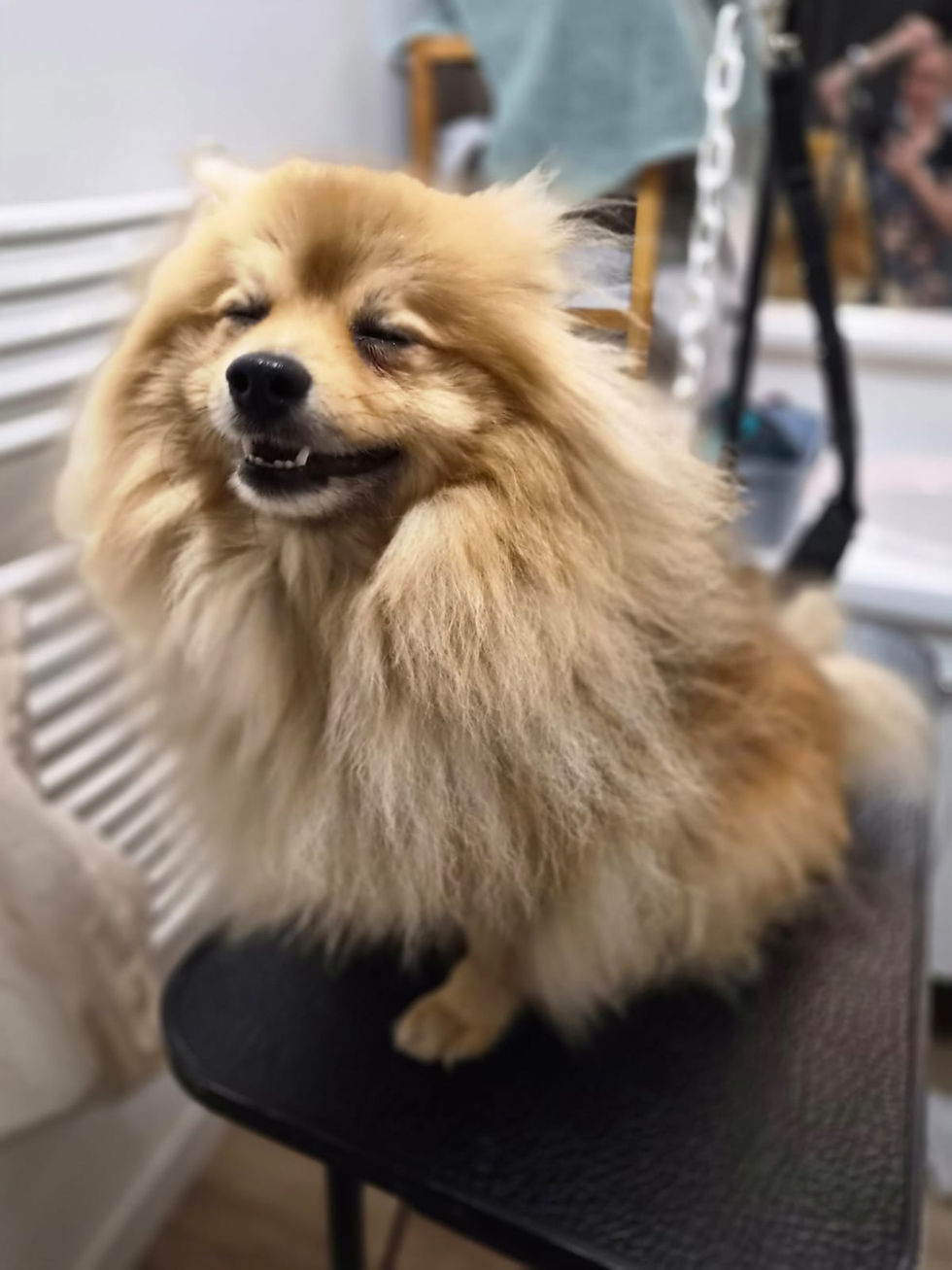 Doghappy