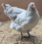 Thumbnail: First. Lavender Orpington and Wyandotte