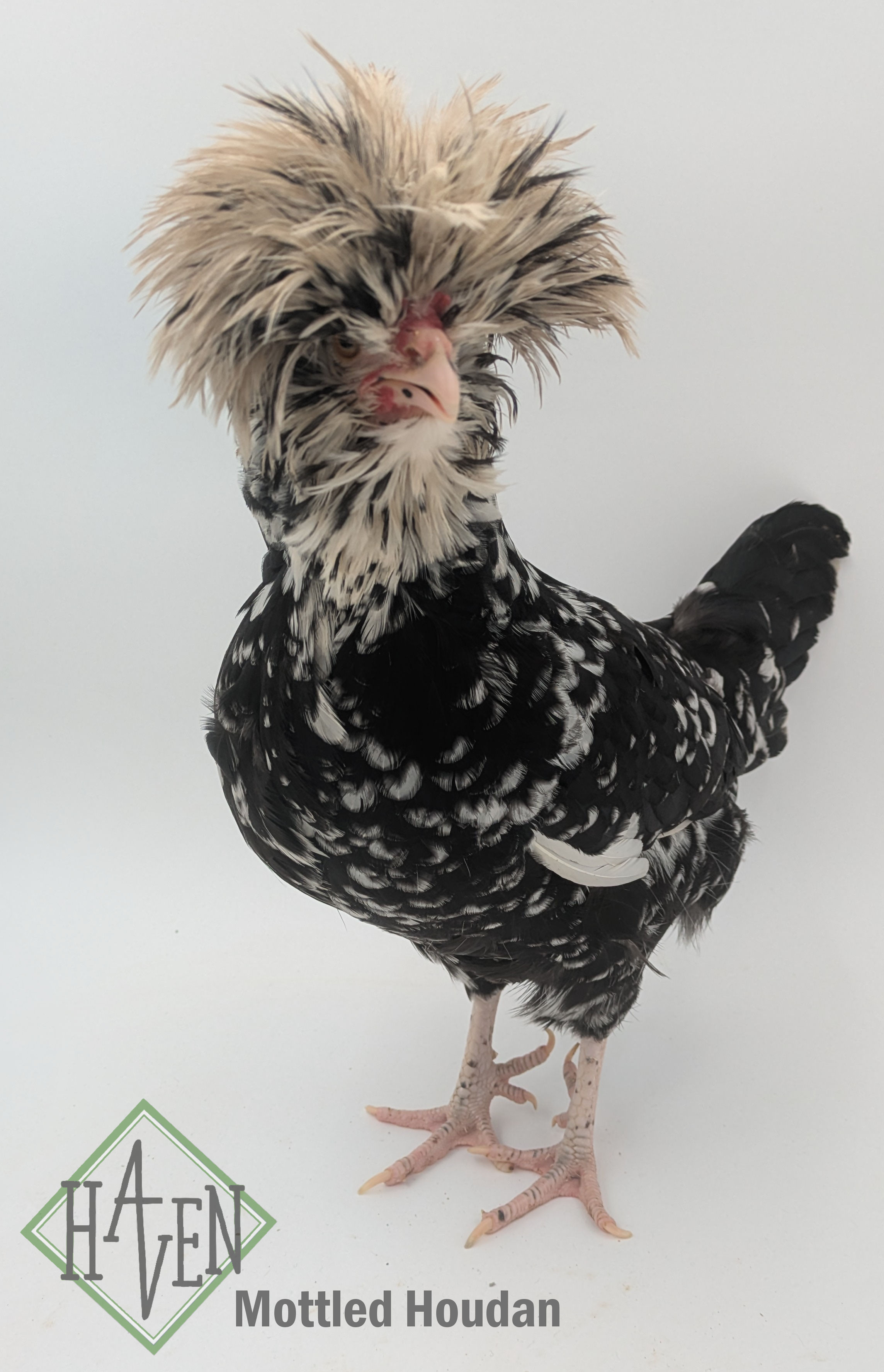Mottled Houdan