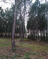 IMG_20210107_172239.jpg
