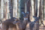 white tailed deer found in Northwoods of Wisconsin