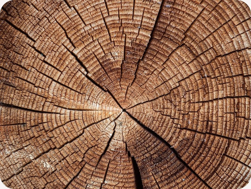 Close-up of a tree trunk cross-section showing concentric rings and radial cracks in varying brown tones, creating a textured pattern.