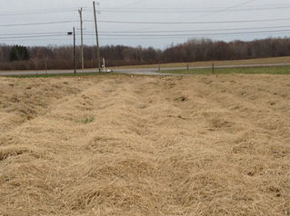 Spring at Burley Berries