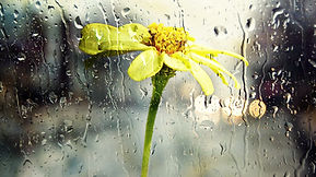 Yellow flower in the rain representing resilience and rebuilding self-trust