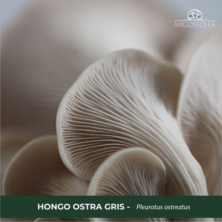 Pleurotus ostreatus, fuente de proteína y beta-glucanos