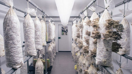 Sala de cultivo indoor con bolsas de micelio colgantes para producción de hongos comestibles en ambiente controlado
