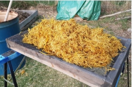Paja esparcida al aire libre sobre una superficie para escurrir el exceso de humedad tras la inmersión alcalina, paso previo a la inoculación con micelio de hongos.