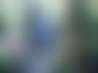 Winter Steelhead on the OP