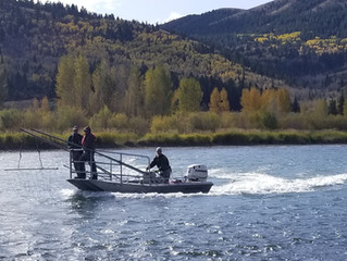 Shocking Developments - Rainbow Suppression on the South Fork of the Snake