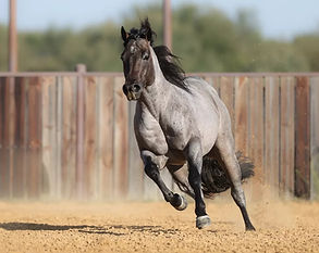 Pride and Joyy (USA)