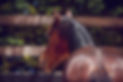 Peggy's Ponies 66.jpg