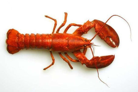 LOBSTER MIX
