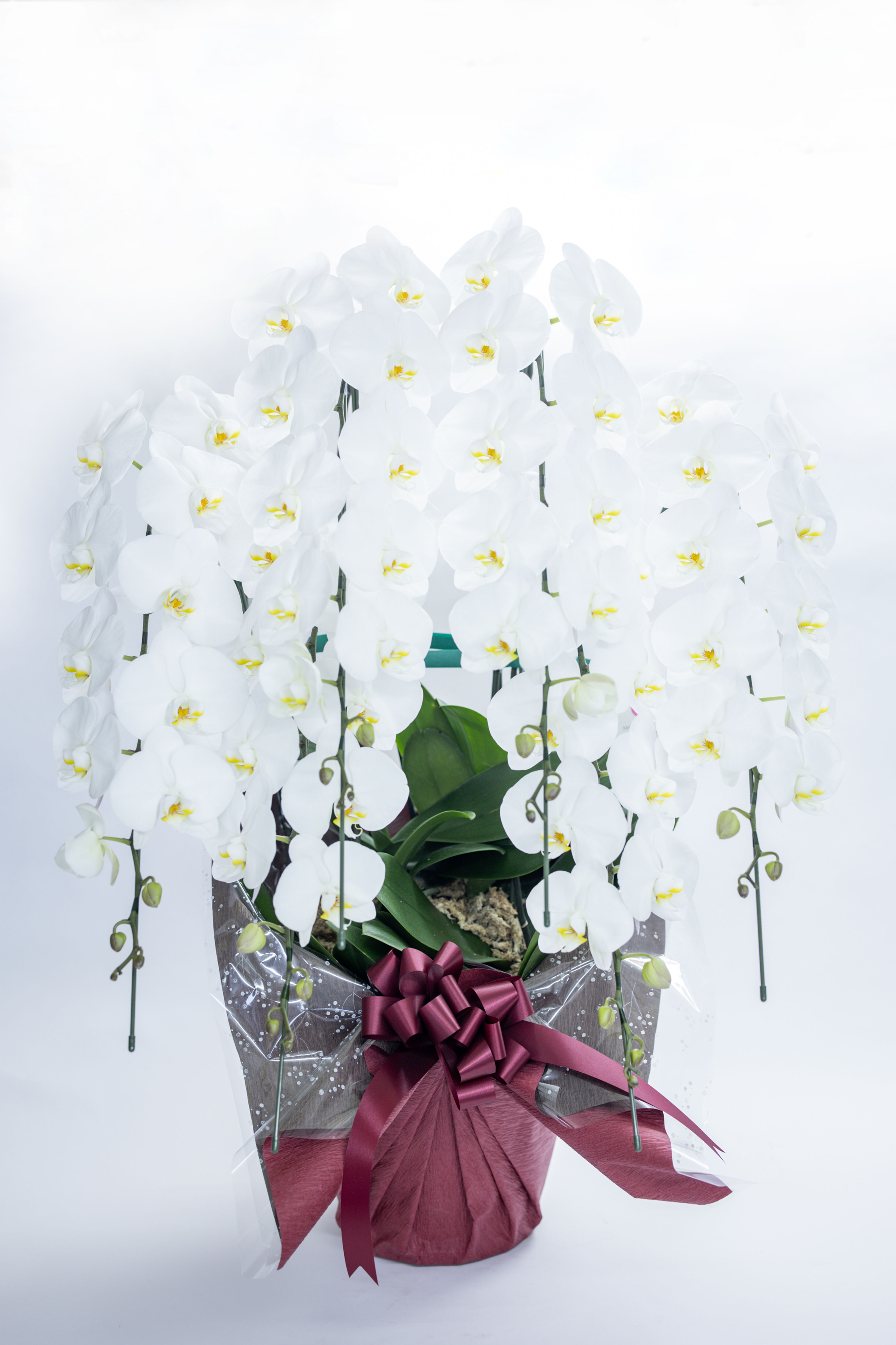 胡蝶蘭（白・10本立）