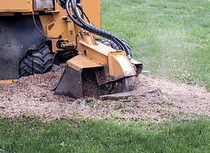 stump grinding stump.jpg