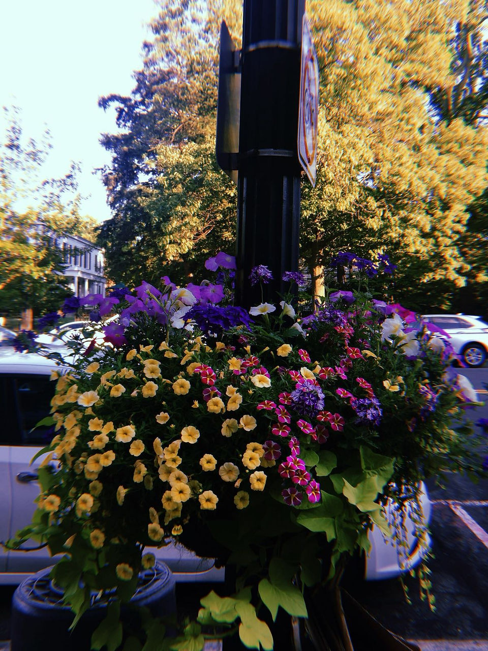 Flowers