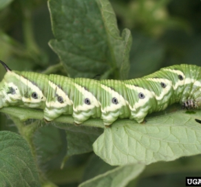 Tomato Hornworm on a leaf