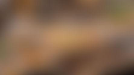 איך לבחור תבניות אלומיניום לאפייה ובישול מקצועי?