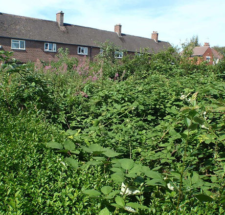 overgrown.jpg
