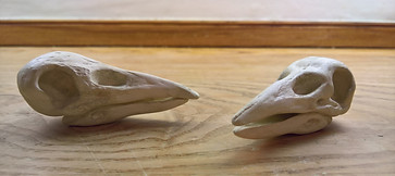 Skulls 1.jpg
