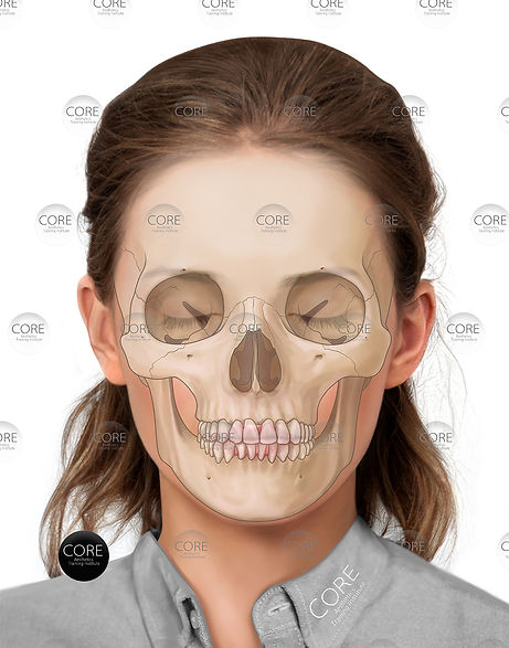 Facial Anatomy Illustration Skull