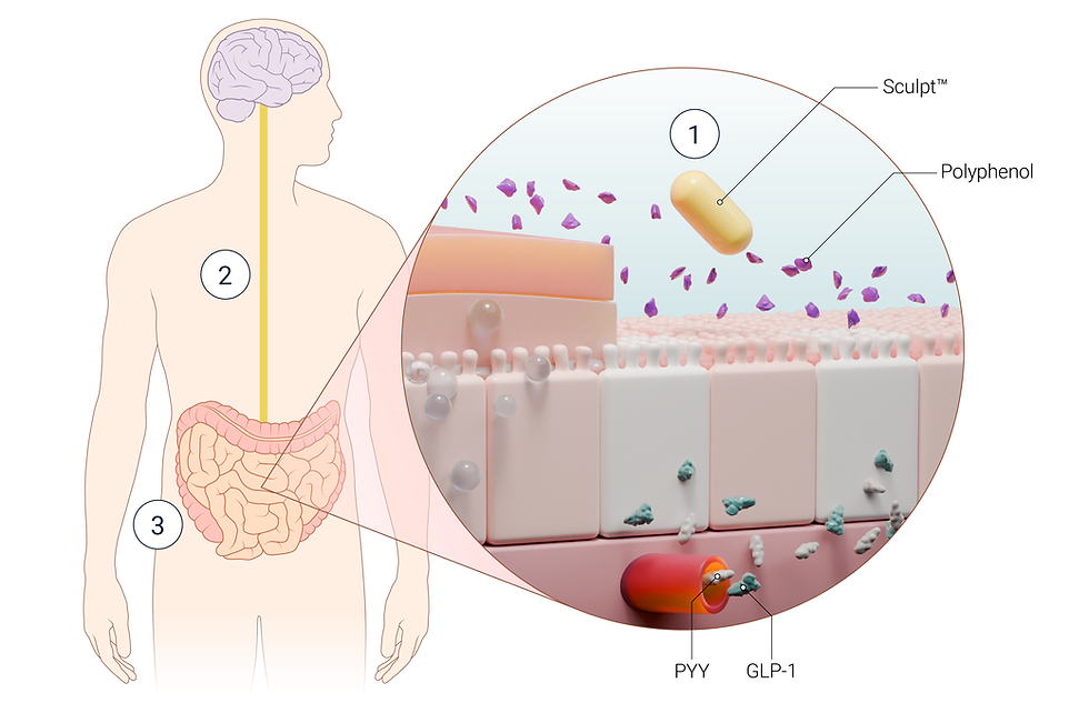 Scientific Illustration Mechanism of Action of Supplement