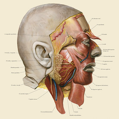 Medical Illustration - Face Dissection Illustration - Lateral Facial Anatomy Illustration