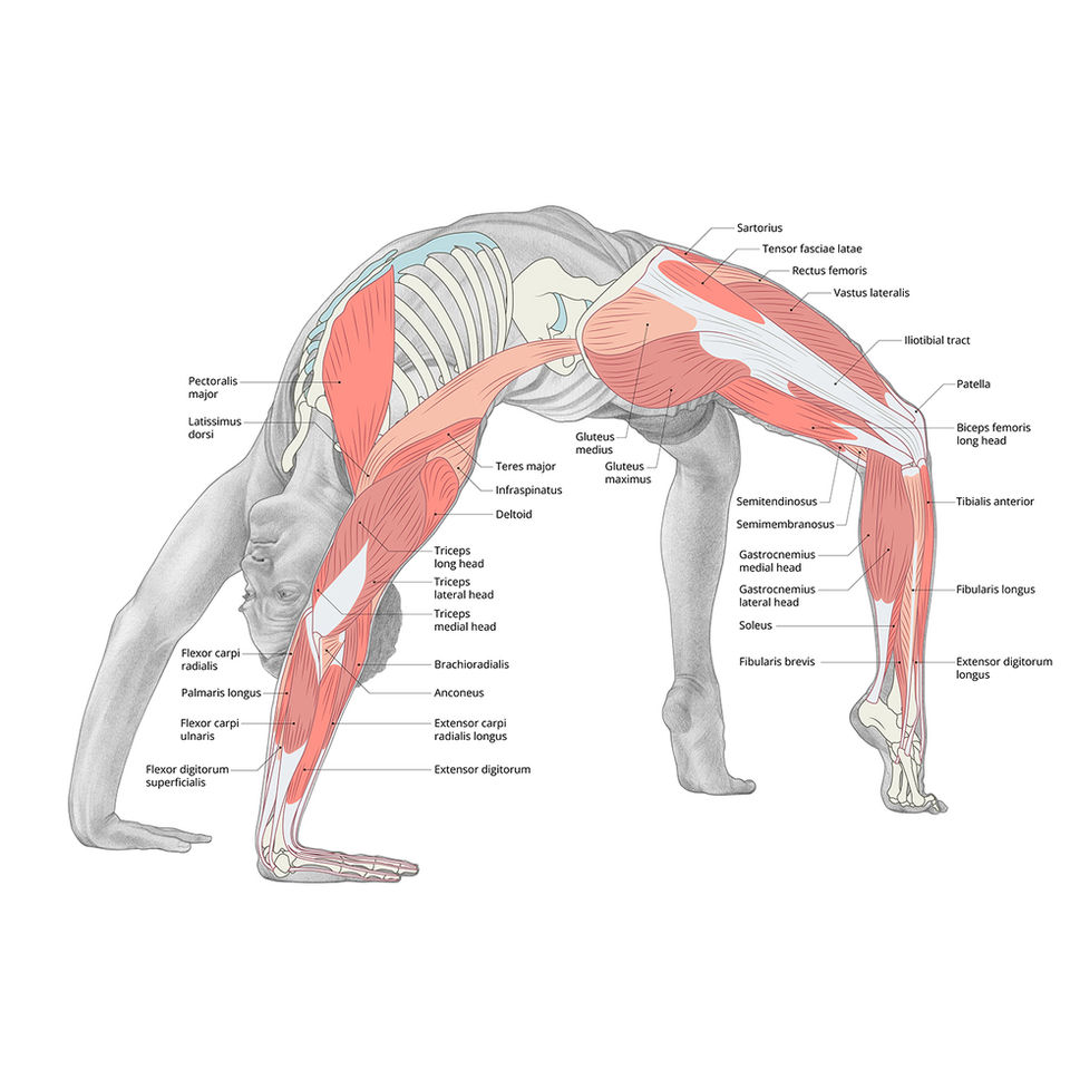 Yoga pose anatomy illustrations