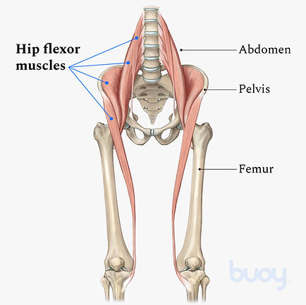 Medical Illustration - Hip Strain Illustration