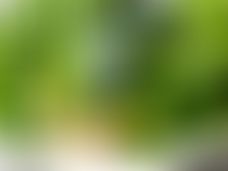 綠葉蔬菜的健康力量:長者飲食的最佳選擇