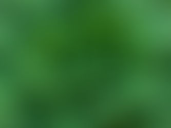 羽衣甘藍的健康魅力:長者飲食的理想選擇