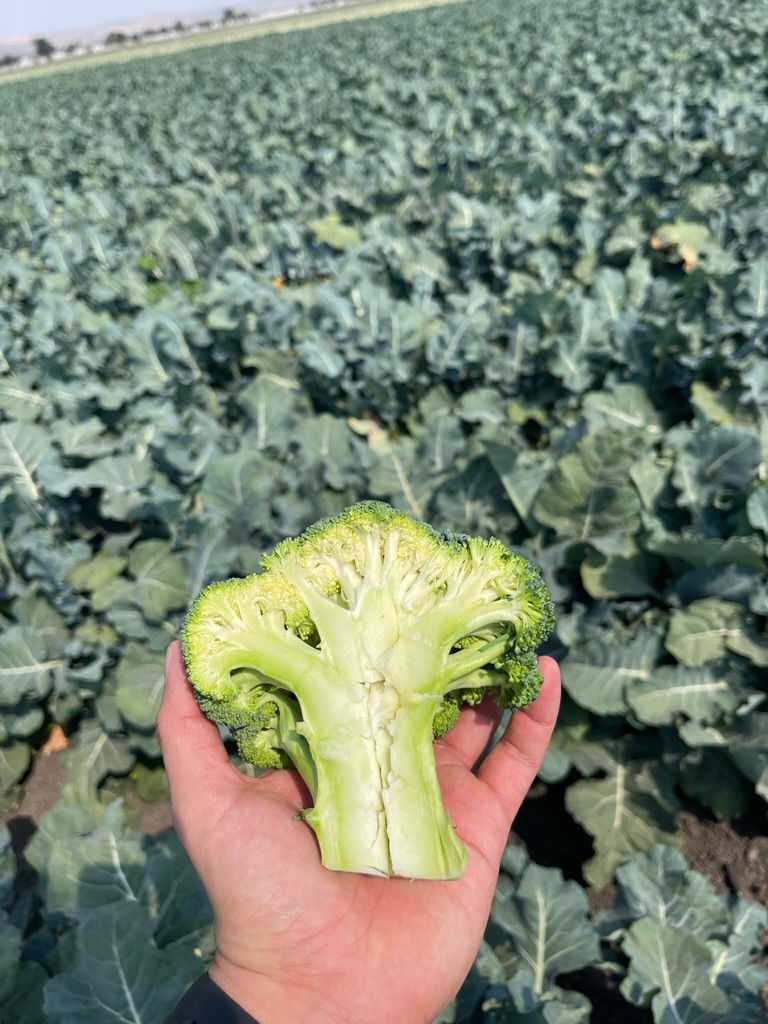 tallo Hueco en crucíferas