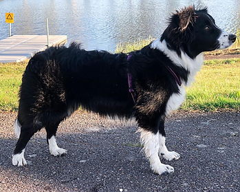 Skärmavbild 2019-05-21 kl. 23.40.23.png