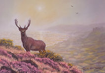 Young stag on Exmoor, overlooking Dunster castle, by Rosa-Lee Tuffney