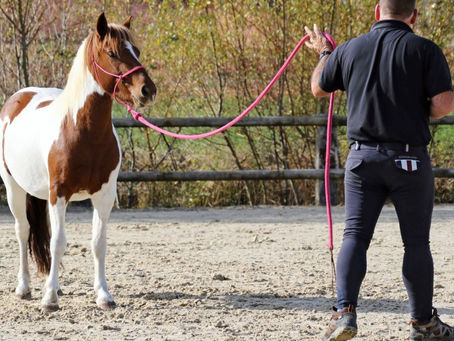 Devenir encadrant en équitation éthologique : Le guide complet des certifications CCI-EE et CCP-EE