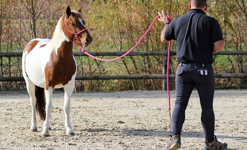Devenir encadrant en équitation éthologique : Le guide complet des certifications CCI-EE et CCP-EE