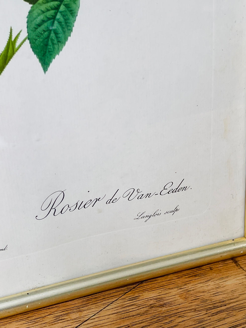 Miniature : Gravure botanique Rose