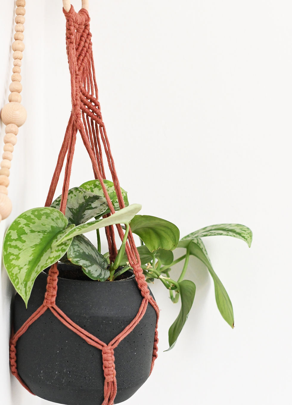 Miniature : Suspension pour plante Oxalys