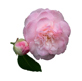 camelia-png-4.png