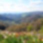 spring, flowers, dimensions, hills, valleys, trees, nature.jpg