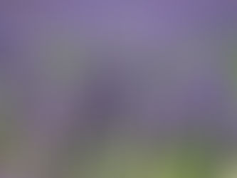 What Are Terpenes?