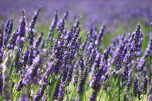 AdobeStock_24495316 (1).jpeg