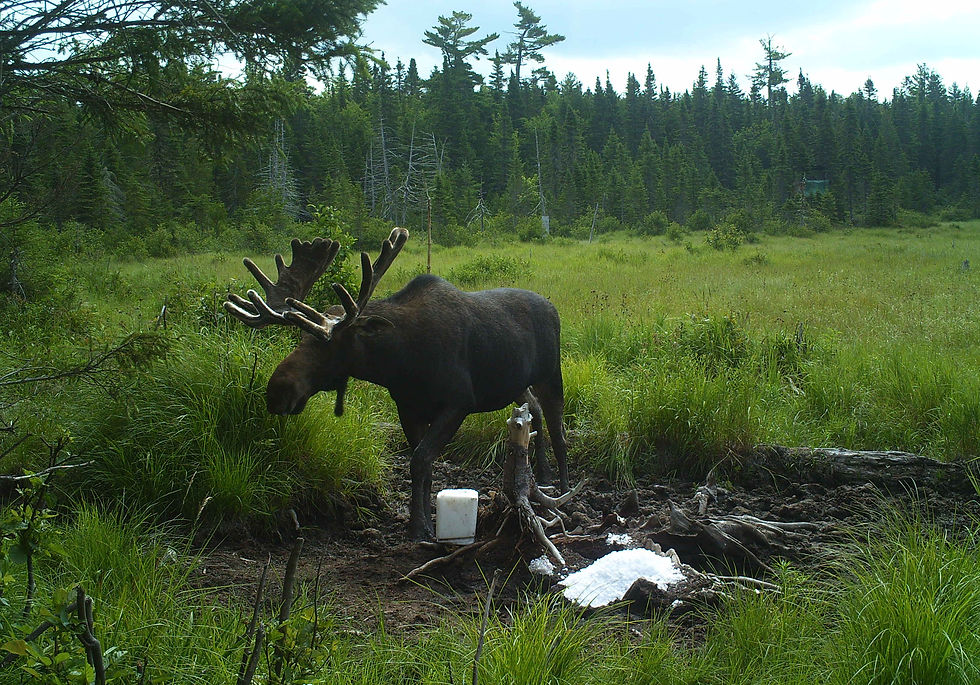 PICT0059.JPG