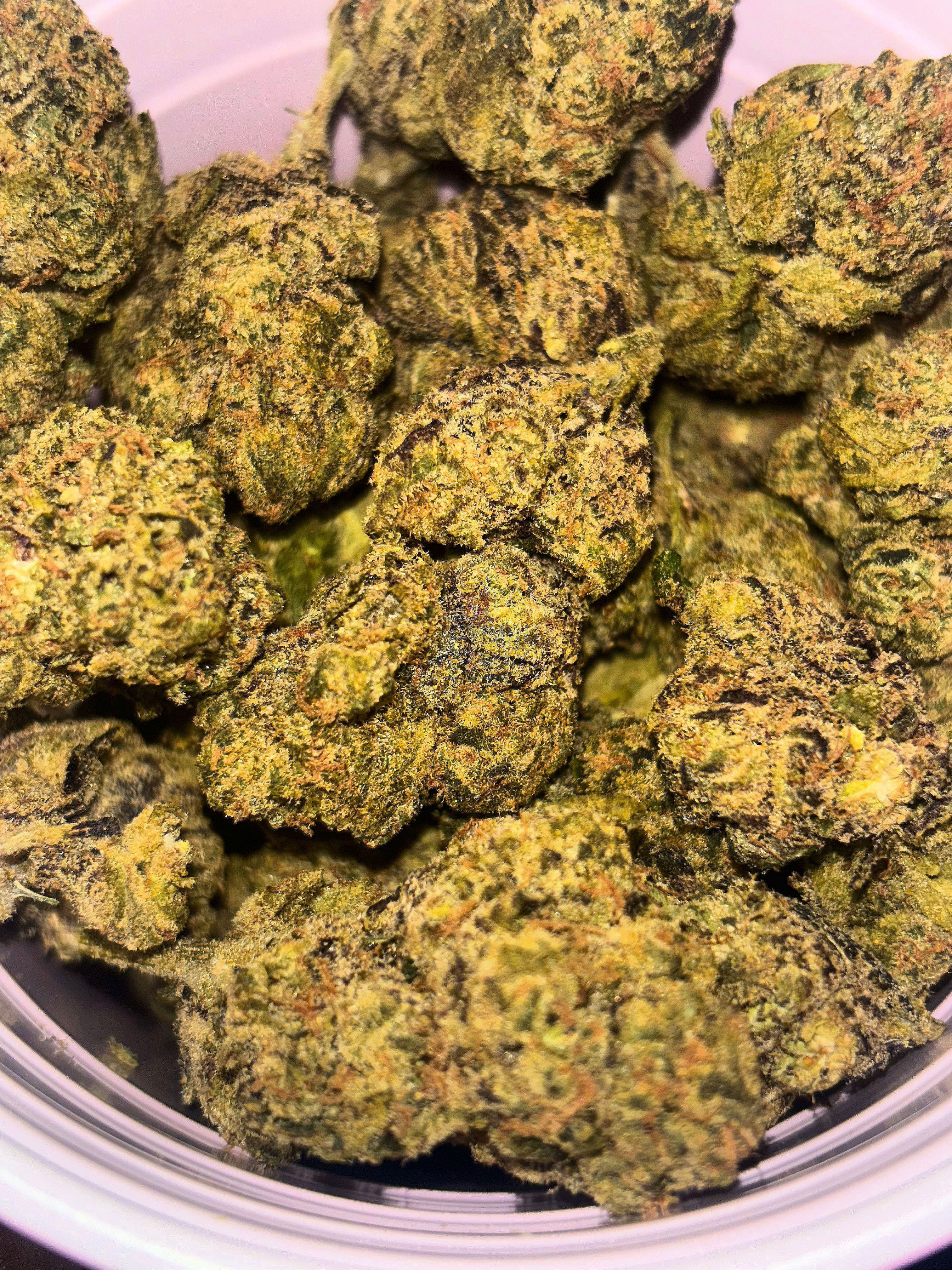 Candy Gelato Oz