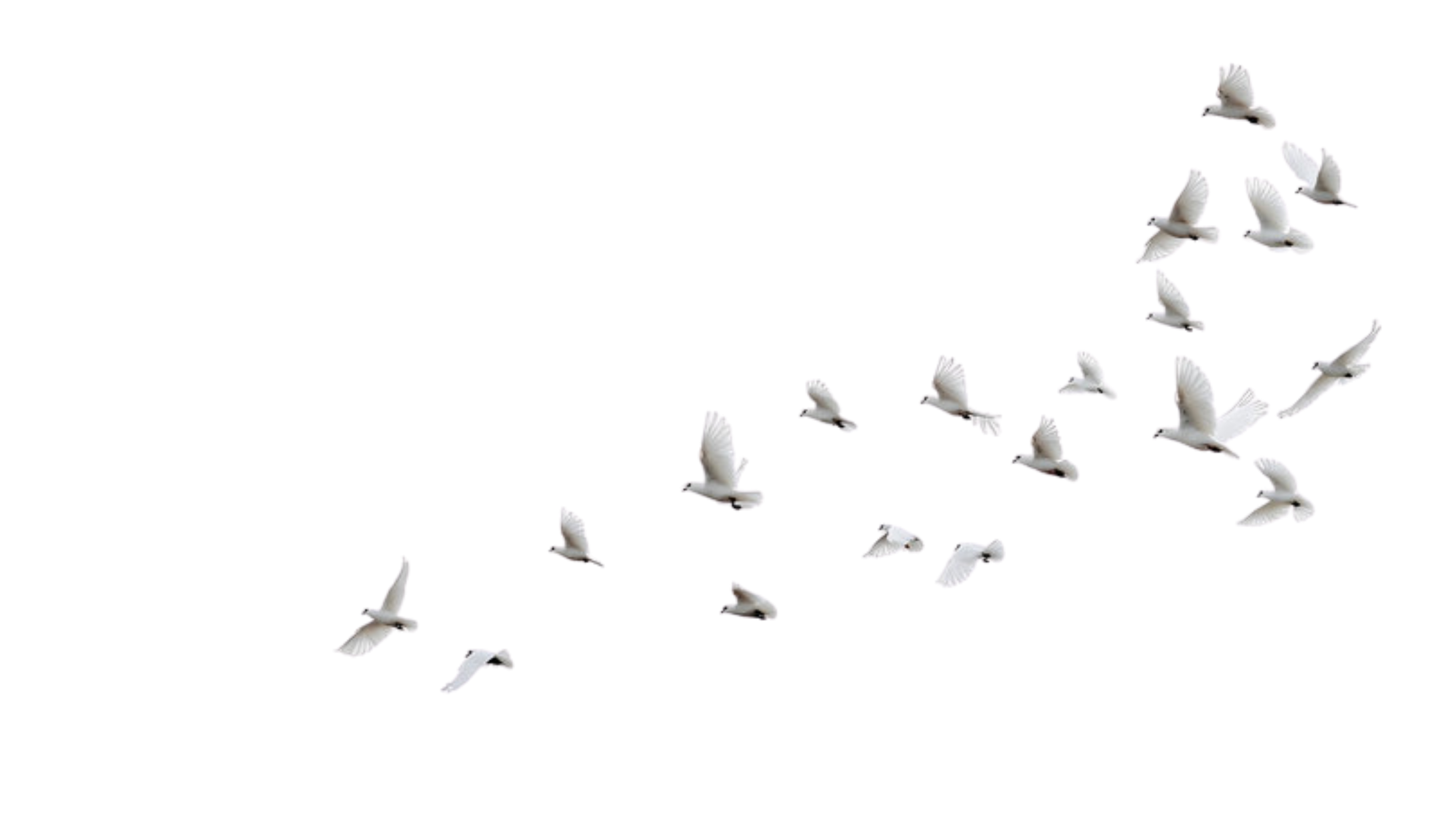 Copy of International Meeting (2)_edited.png