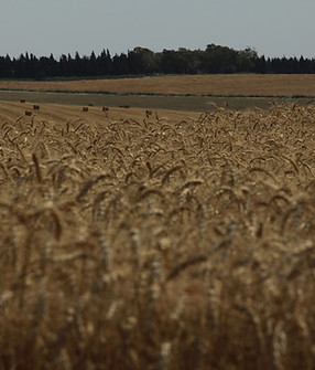Field of Wheat