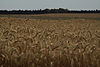 Field of Wheat